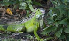 Animales en peligro de extinción de Honduras